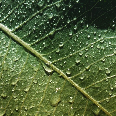 Drops in Green