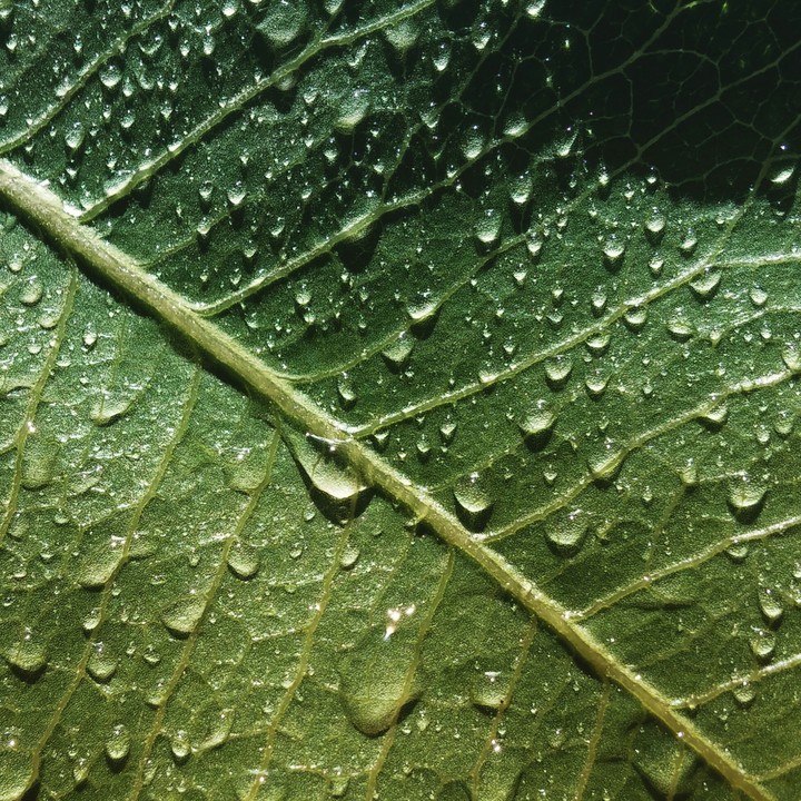 Drops in Green