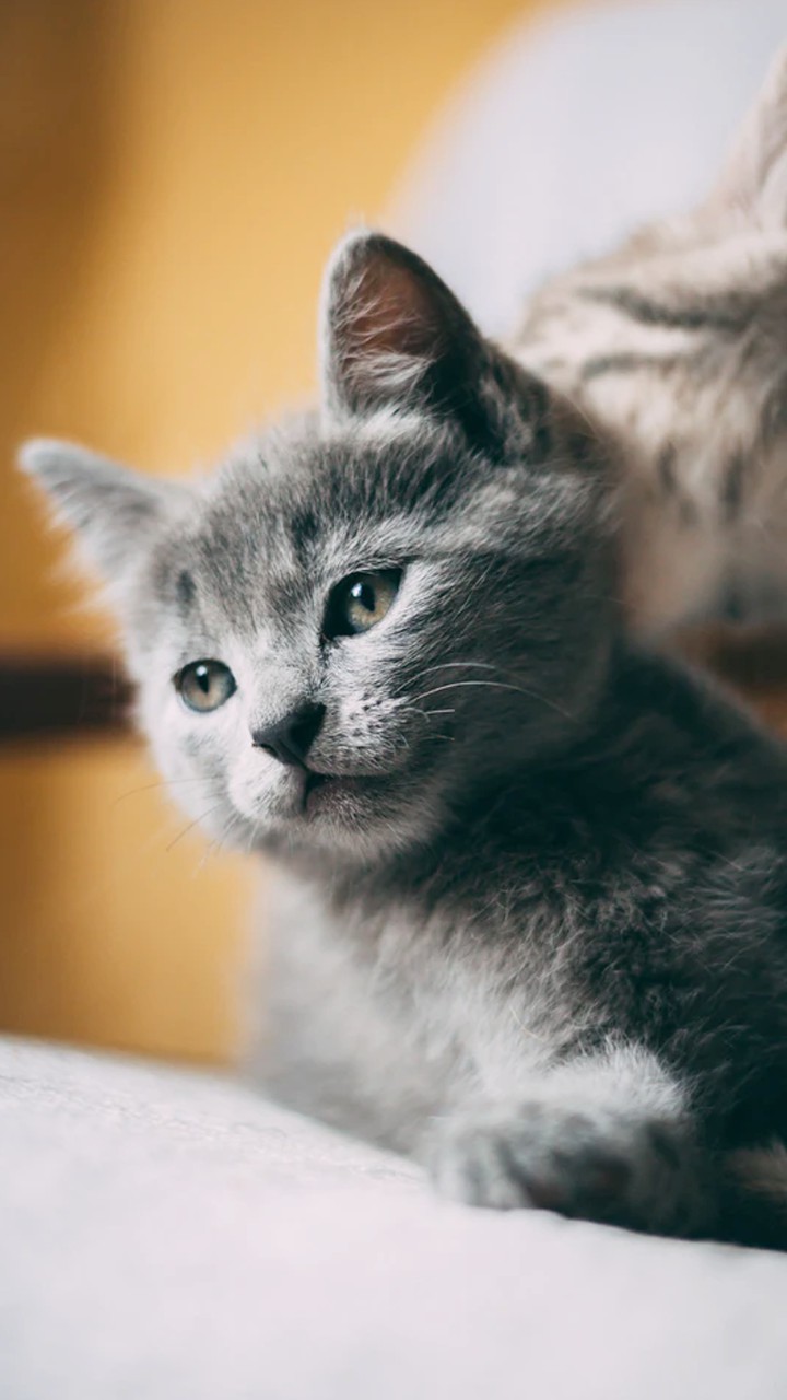 Cat miya-Ong