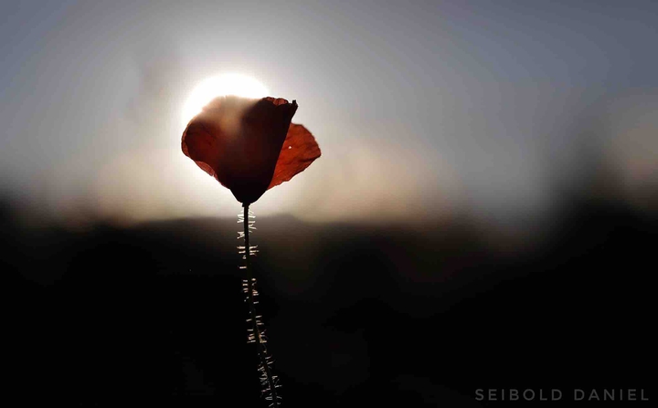 Blume