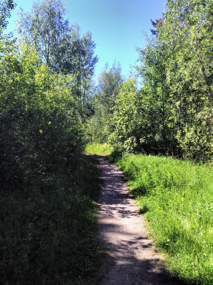 Лес