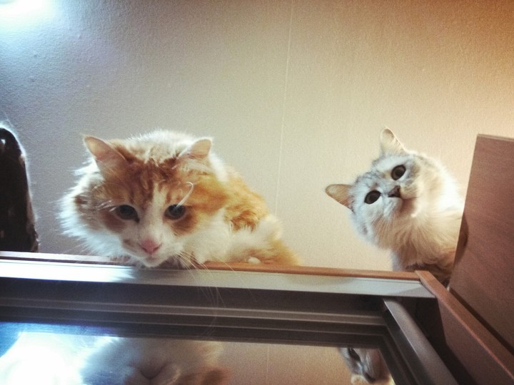cats