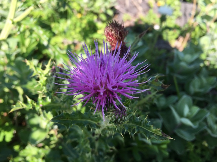 flower