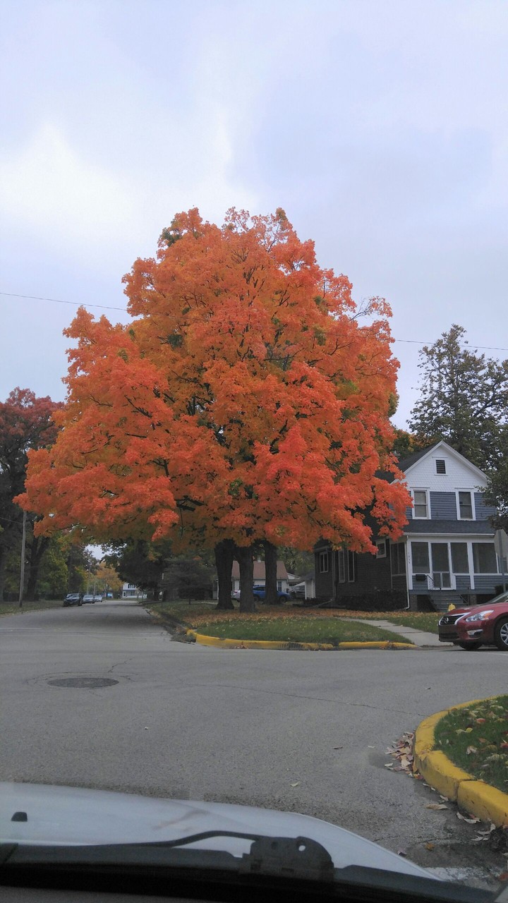 Fall Tree