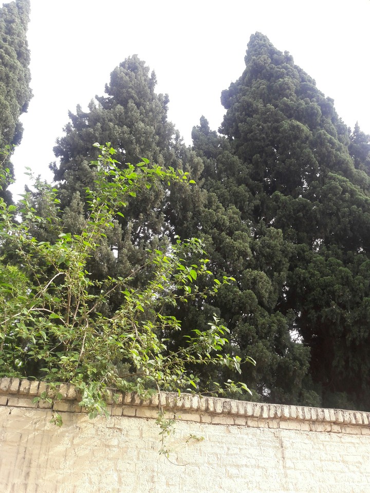 tree