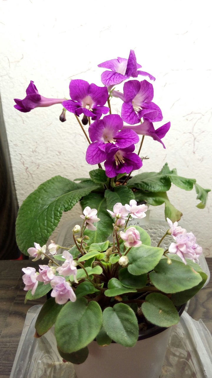 Nakiamjad