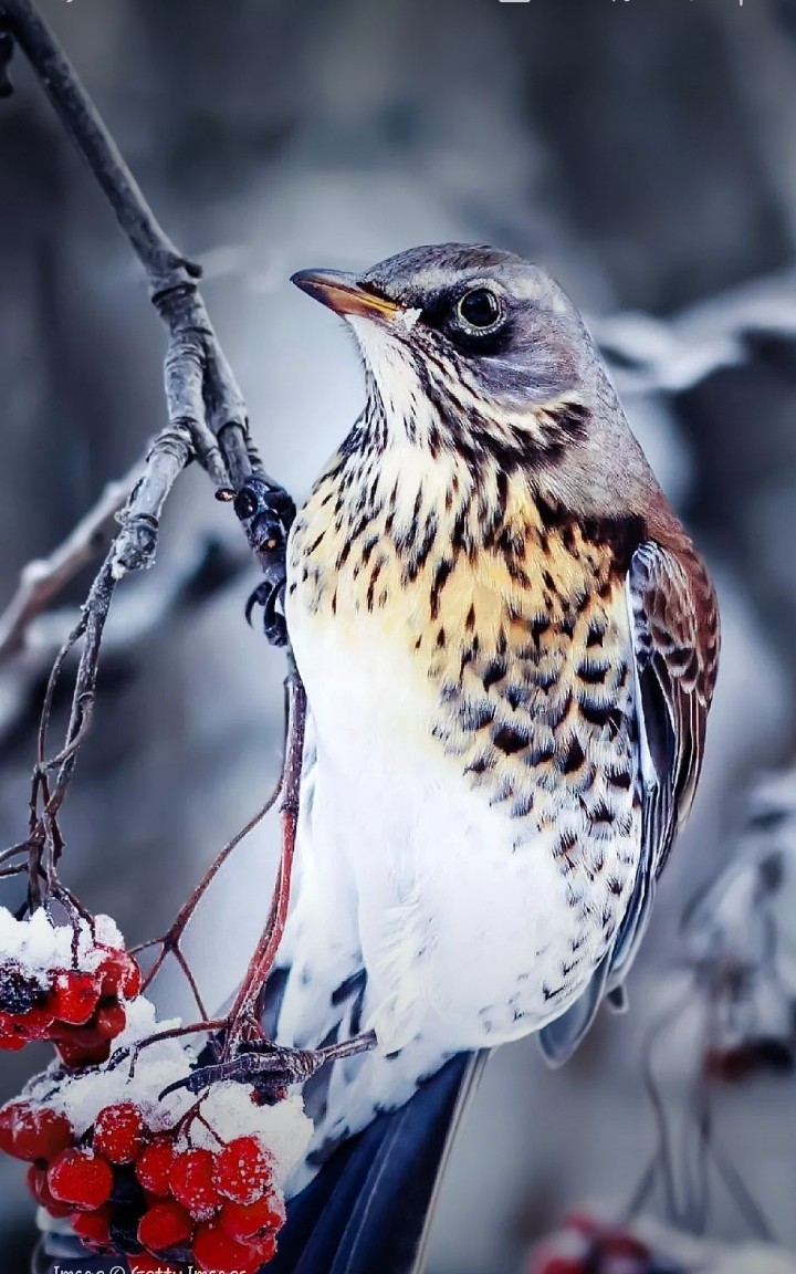 Beautiful bird❤❤❤❤❤