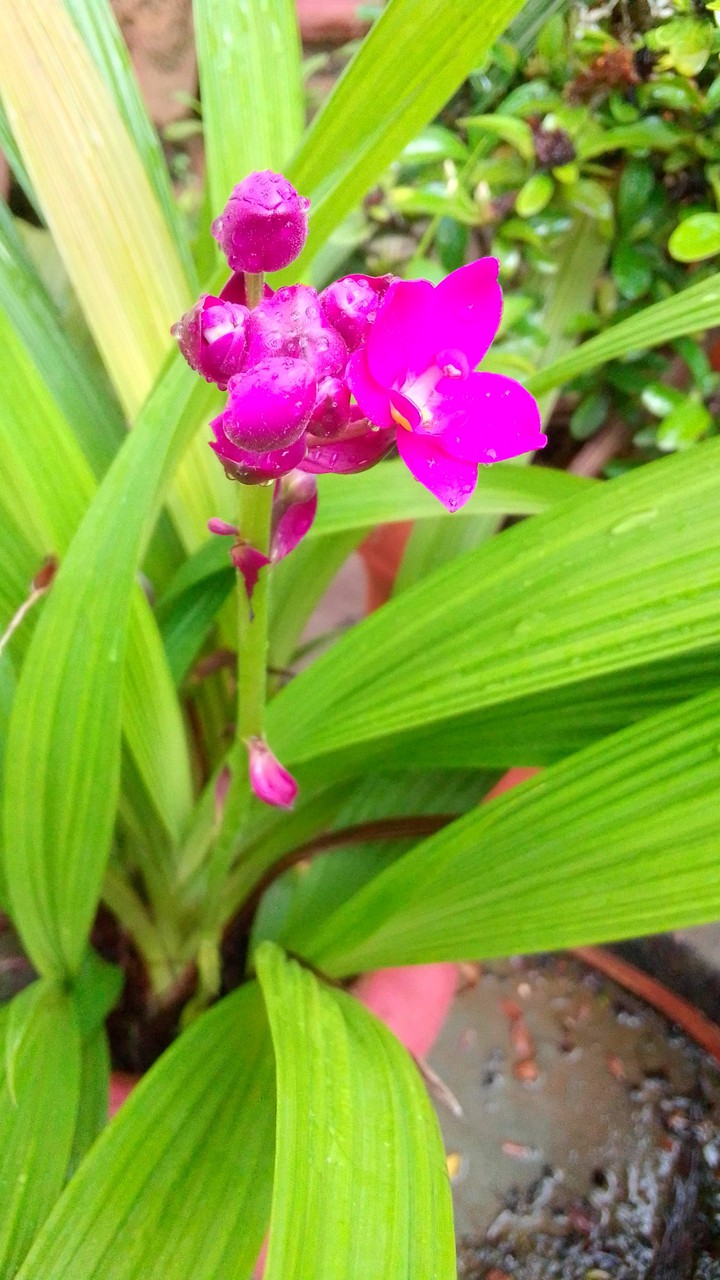 flower