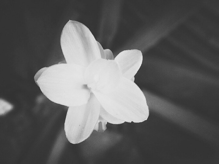 A Beautiful Unknown Forest Flower..... My Caption