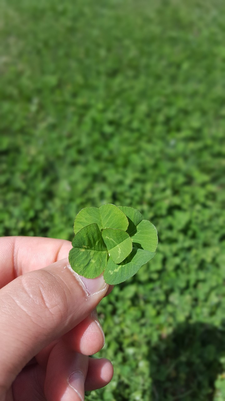5 leaf clover