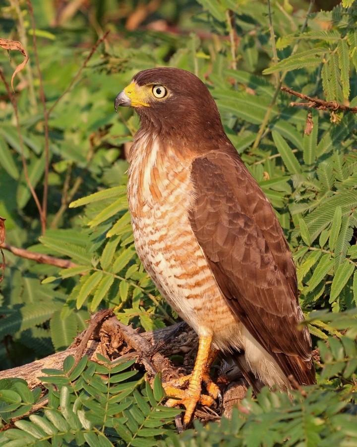 Gavião-carijó juvenil (Buteo magnirostris)