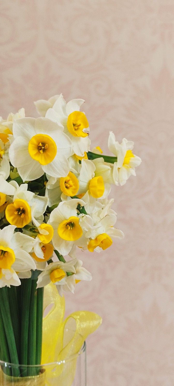 Daffodil