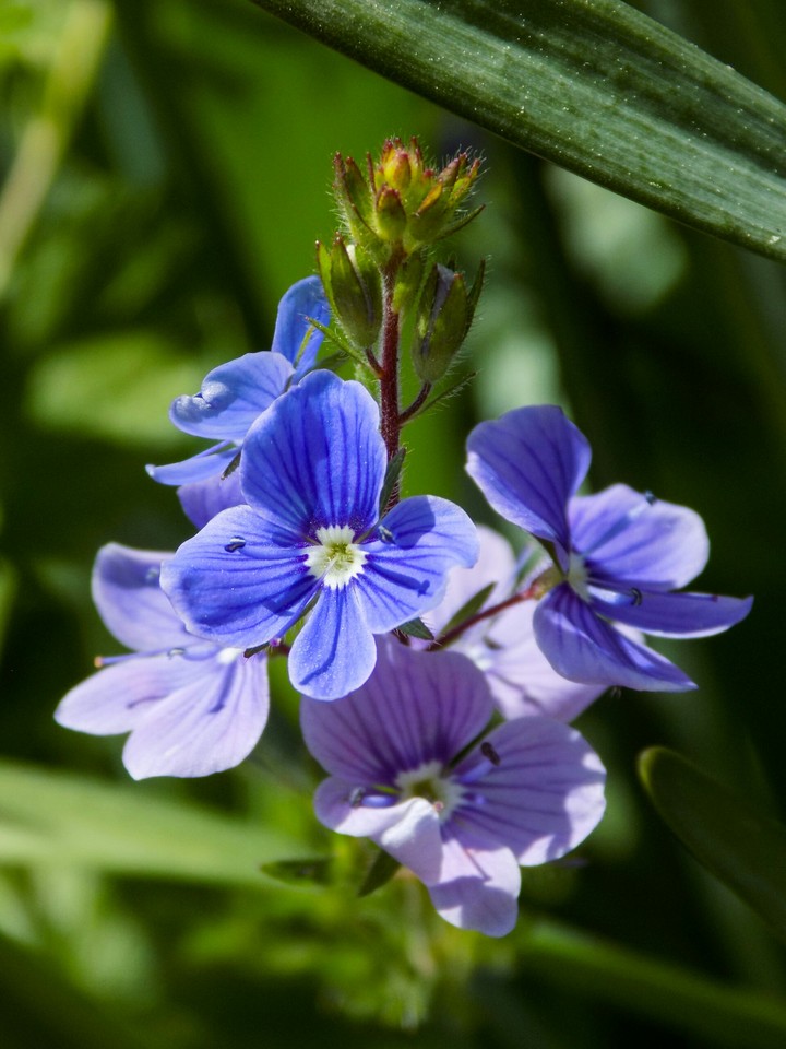 Blue flowers