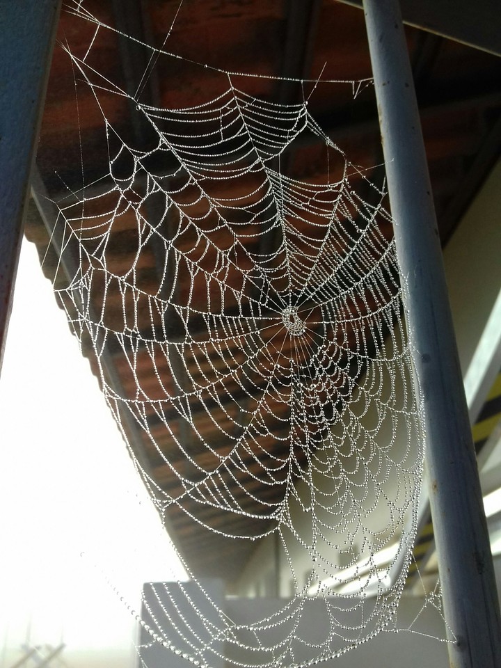 The spider's work