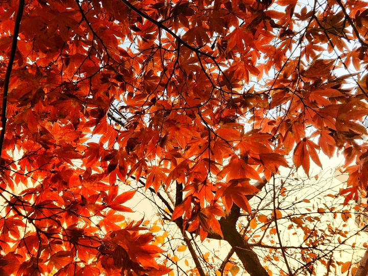 가을단풍 (autumn)