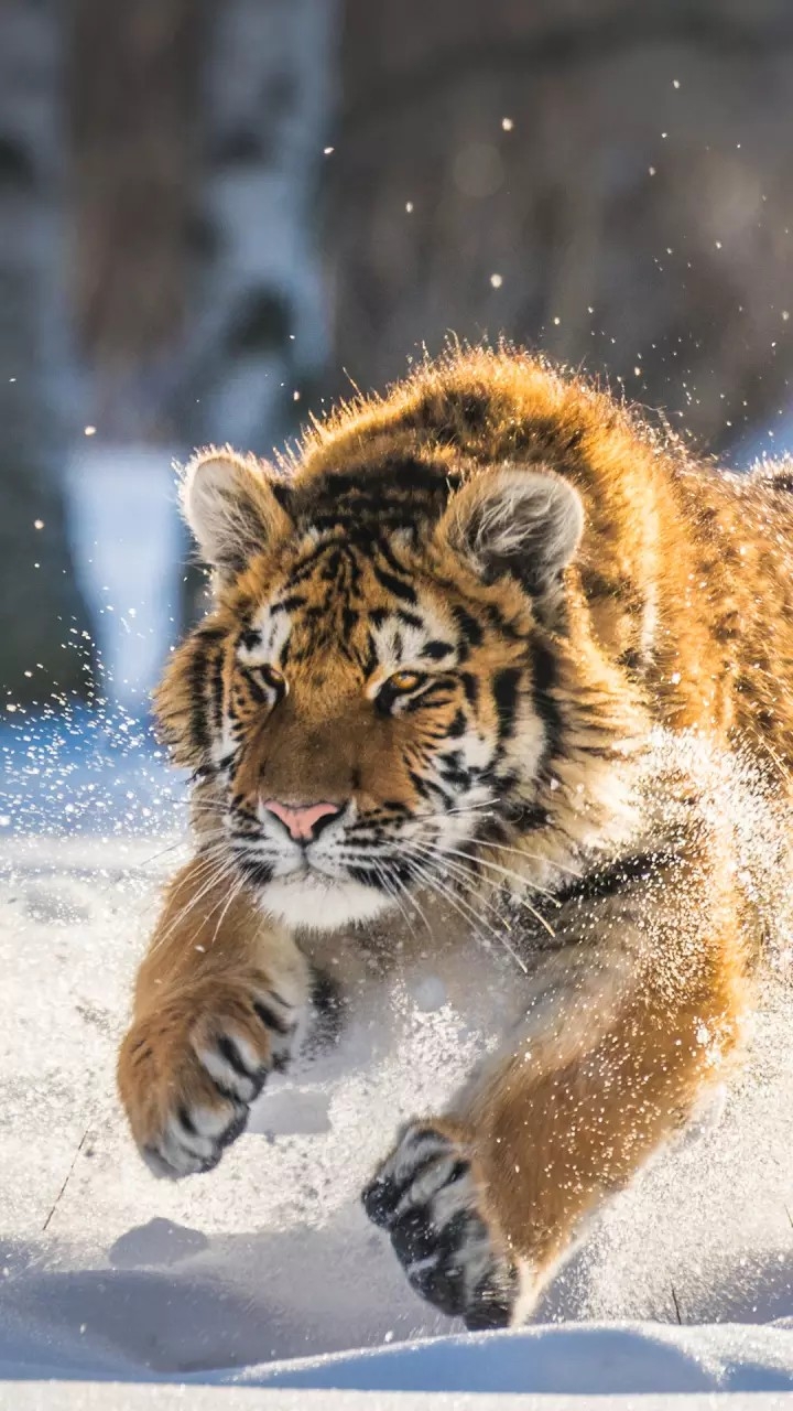 Tiger