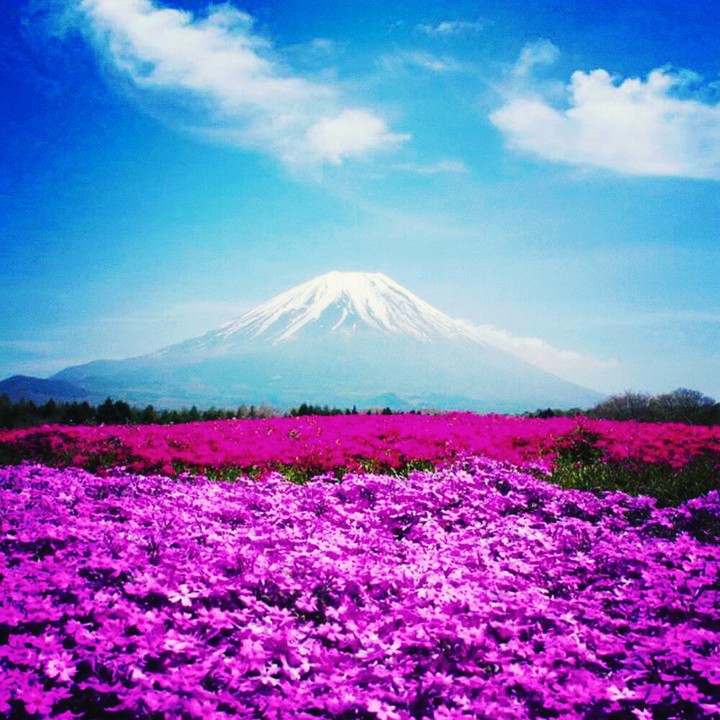pinkish snow mountain