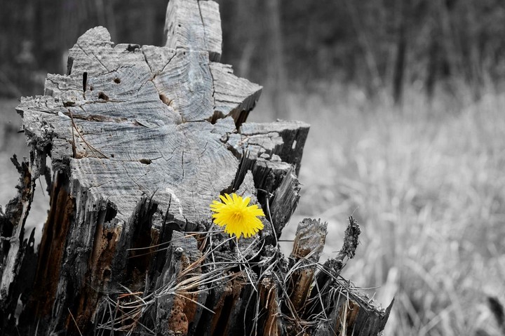 lonely flower