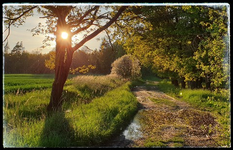 Springs evening