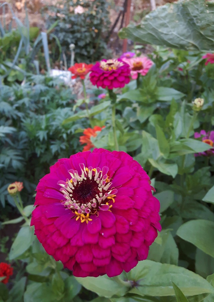Zinnia