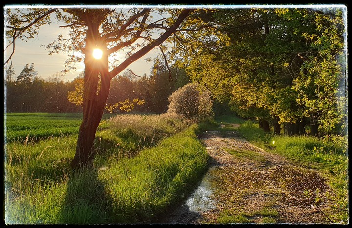 Springs evening