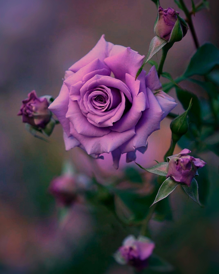 Roses