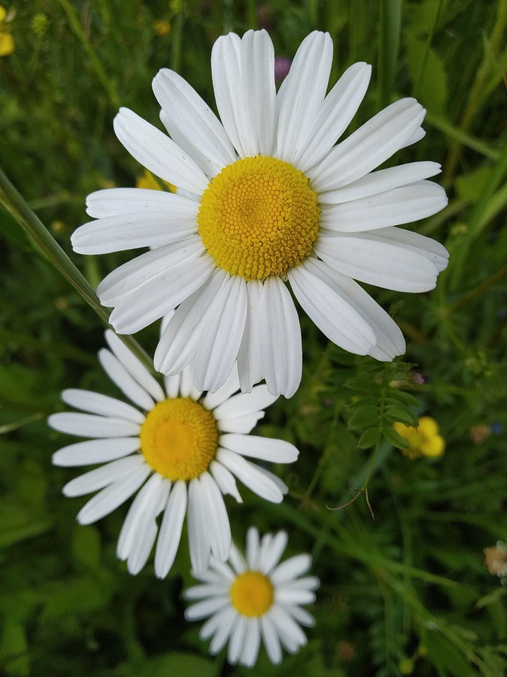 Chamomile