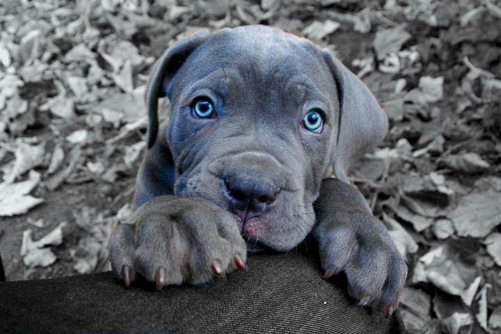 pitbull blue eyes