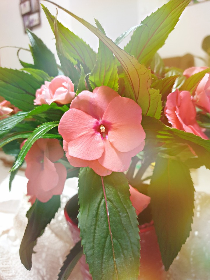 flowers-my click-