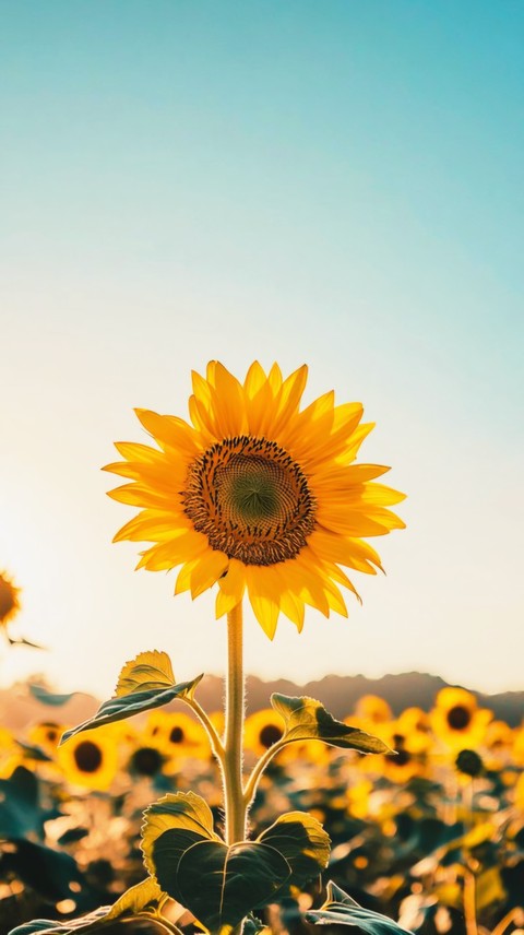 SPLENDID SUNFLOWER