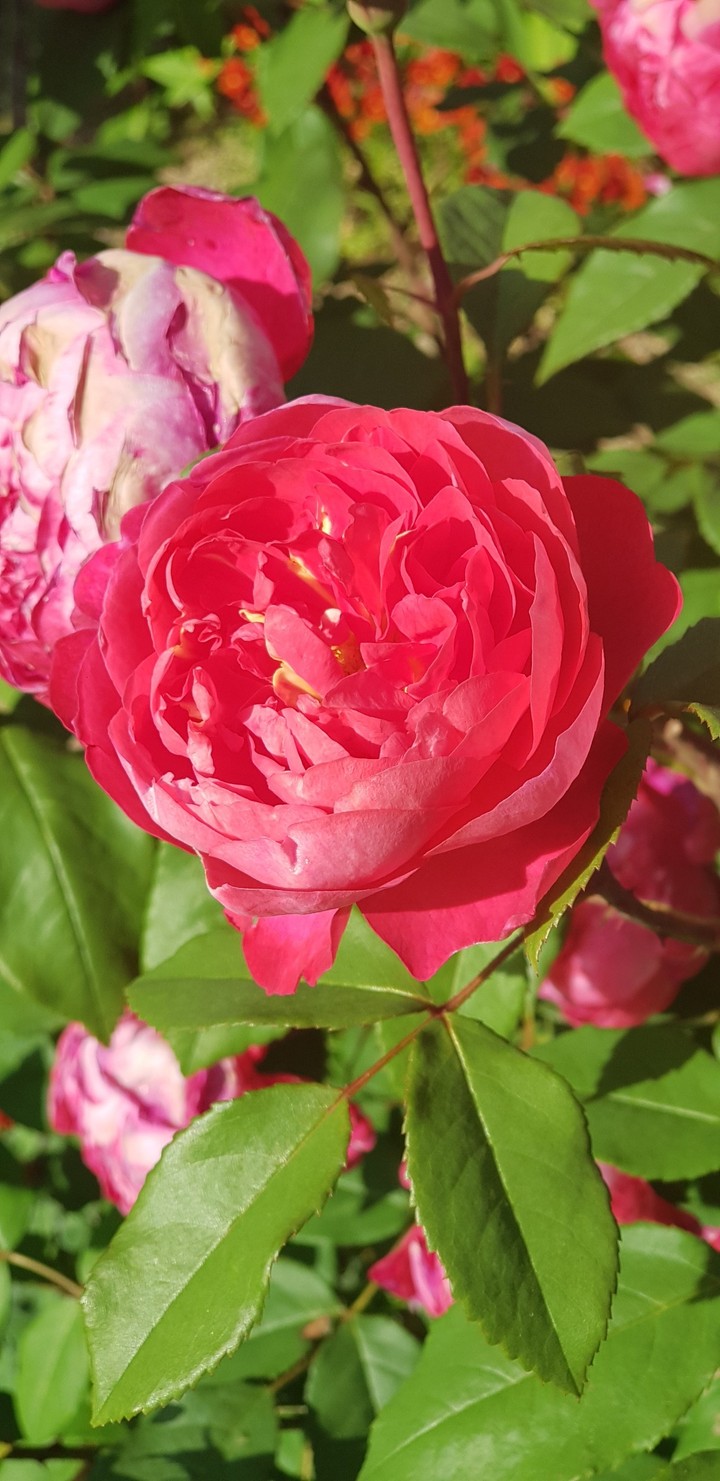 flower