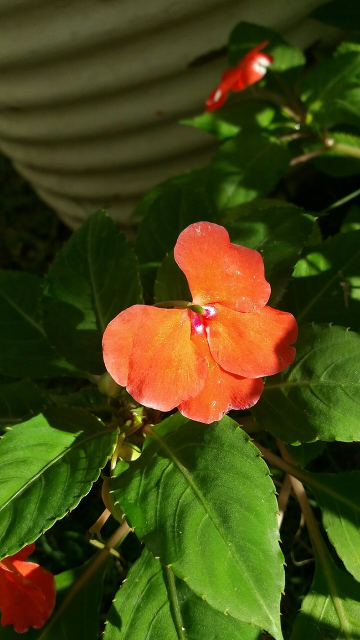 Flor
