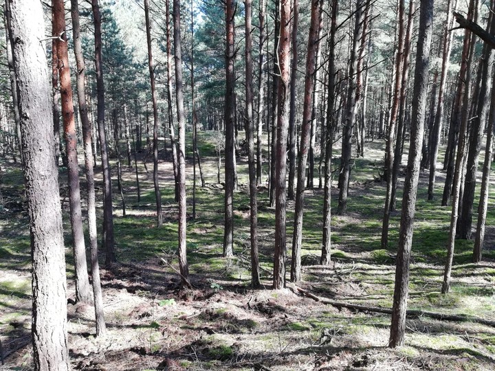 forest