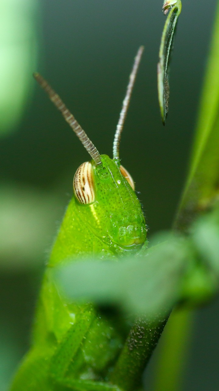 grasshopper