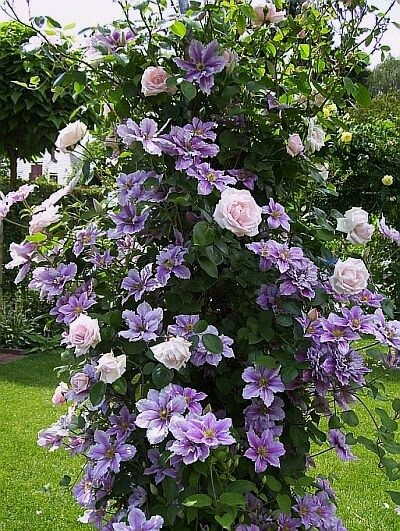 Lovely