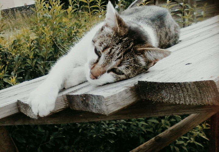 mon chat