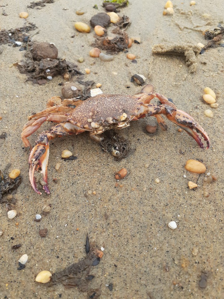 Crab