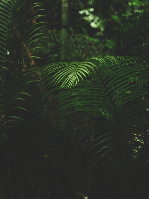 nature