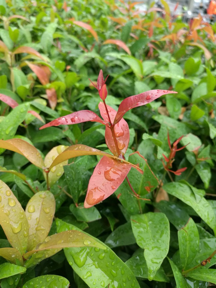 red leaf