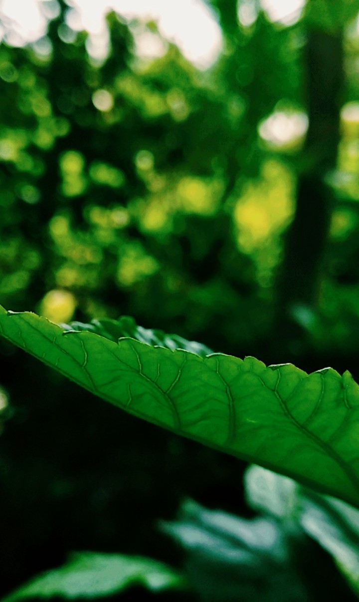 beauty of nature