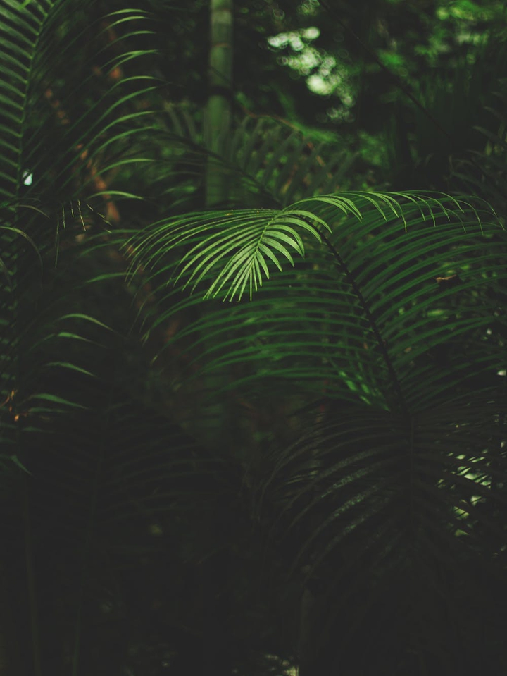 nature