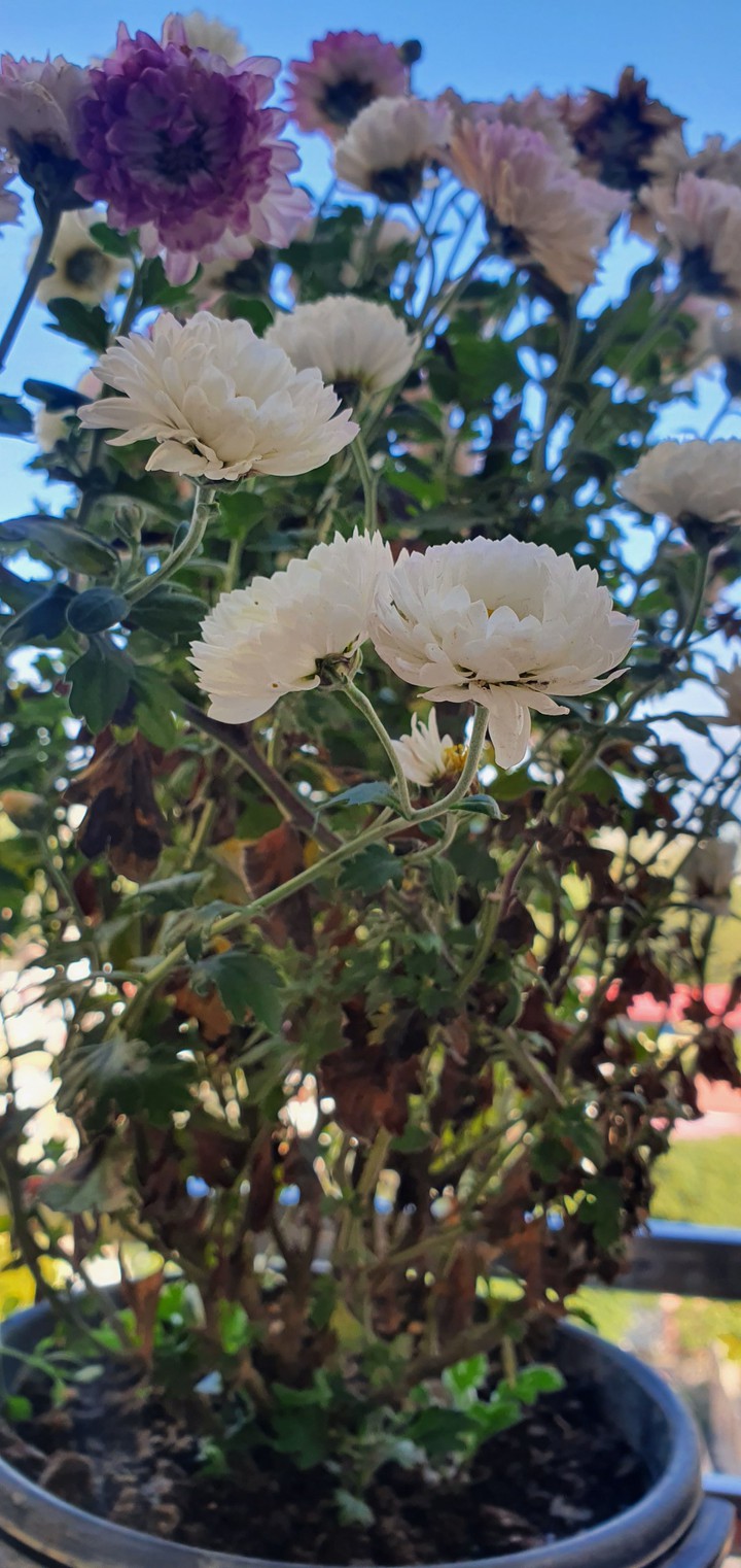 flowers