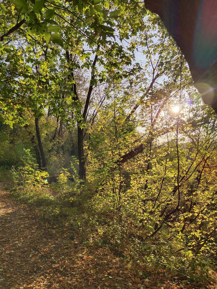 солнечный лес