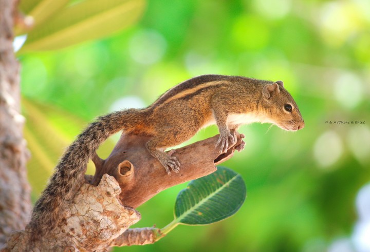 cuteness overload #squirel