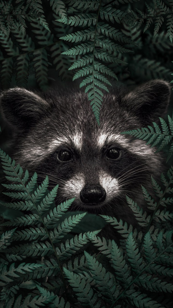 ♥