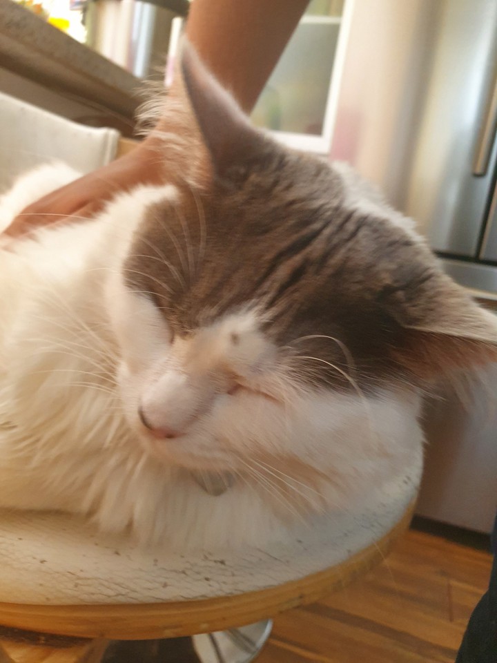 cats