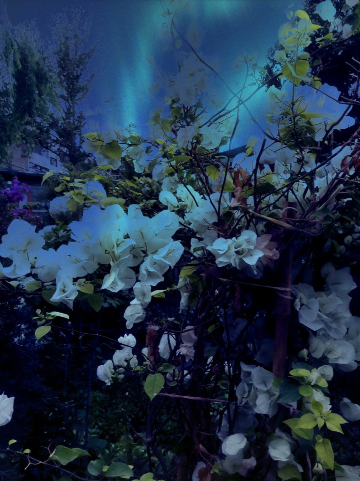 Aroma night
