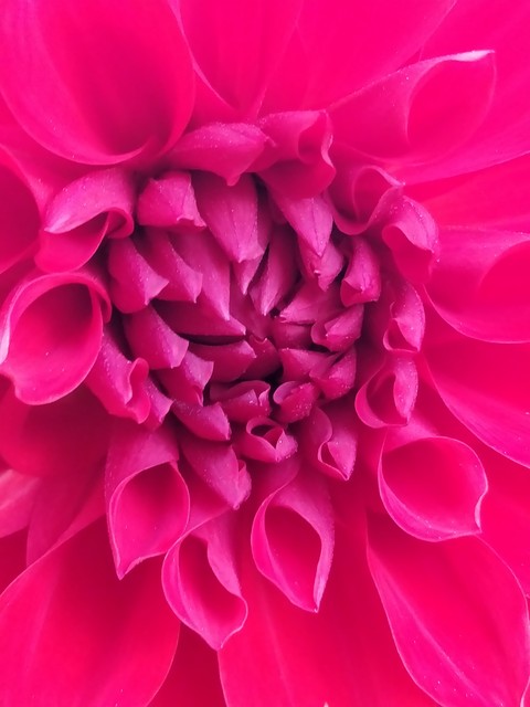 Flower for holi...