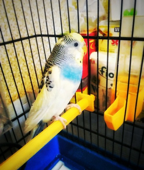 fauna, parrot वॉलपेपर