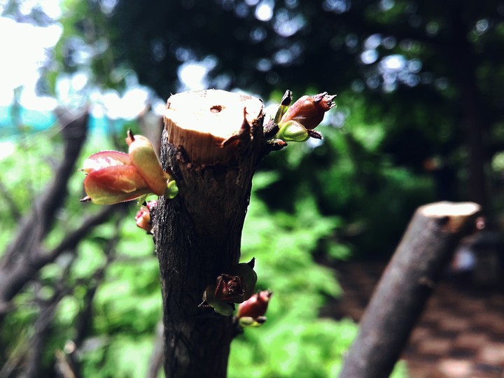 nature